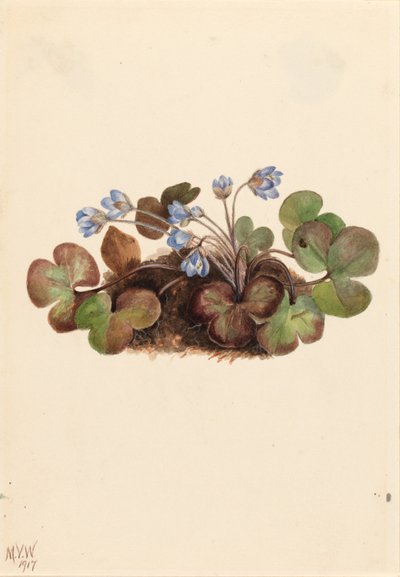  av Mary Vaux Walcott