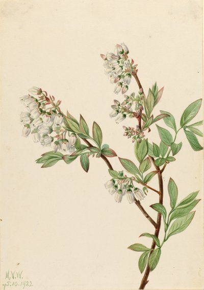Høybuskblåbær (Vaccinium corymbosum) av Mary Vaux Walcott