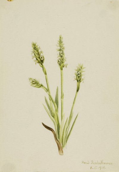  av Mary Vaux Walcott