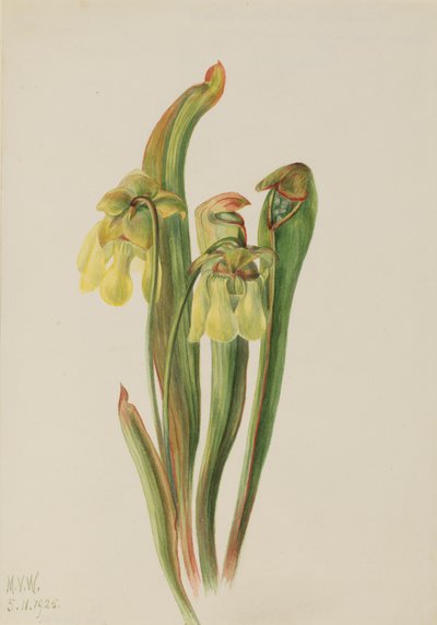 Hettekrukkeplante Sarracenia minor, 1925. av Mary Vaux Walcott