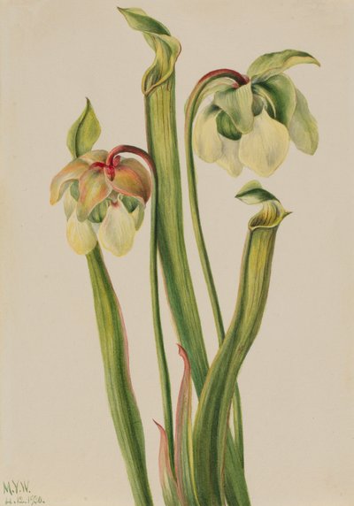 Hybrid Pitcherplant Sarracenia minor, 1930. av Mary Vaux Walcott