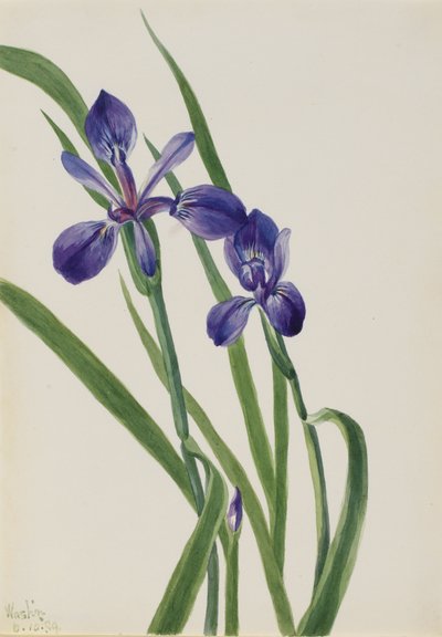 Iris Iris-art, 1939. av Mary Vaux Walcott