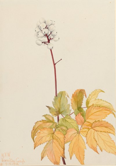  av Mary Vaux Walcott