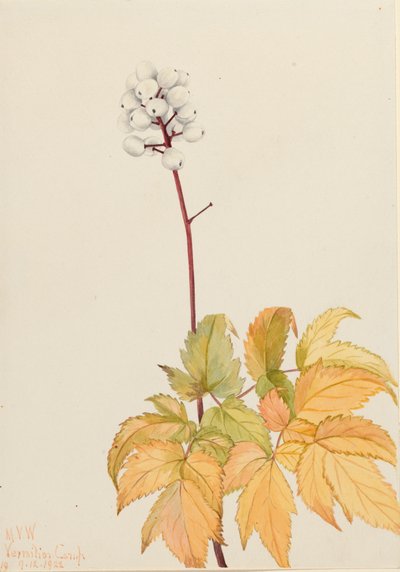 Ivory Baneberry Actaea arguta, 1922 av Mary Vaux Walcott