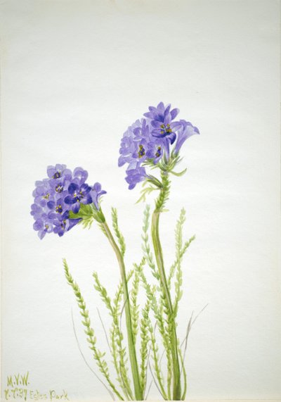  av Mary Vaux Walcott