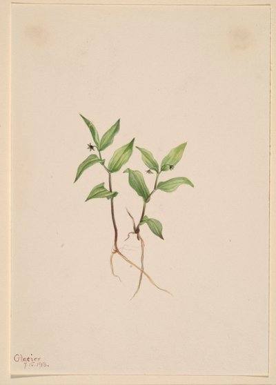  av Mary Vaux Walcott