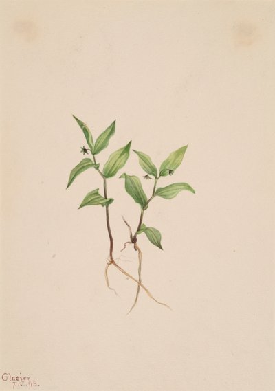 Kruhsea Kruhsea streptopoides, 1913. av Mary Vaux Walcott