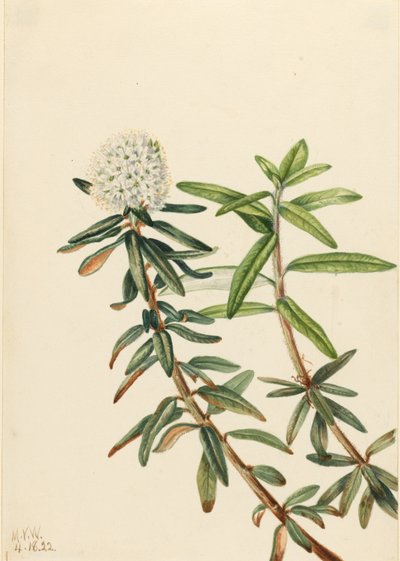  av Mary Vaux Walcott