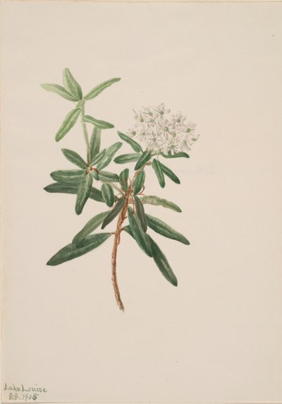 Labrador Tea Grønlandsis, 1905. av Mary Vaux Walcott