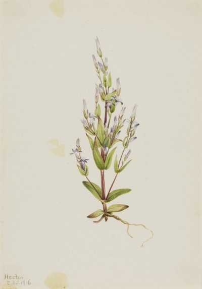 Stige Gentian Gentiana acuta, 1916. av Mary Vaux Walcott