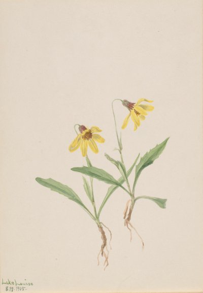 av Mary Vaux Walcott