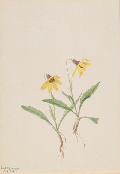 Lake Louise Arnica Arnica louisiana, 1905. av Mary Vaux Walcott