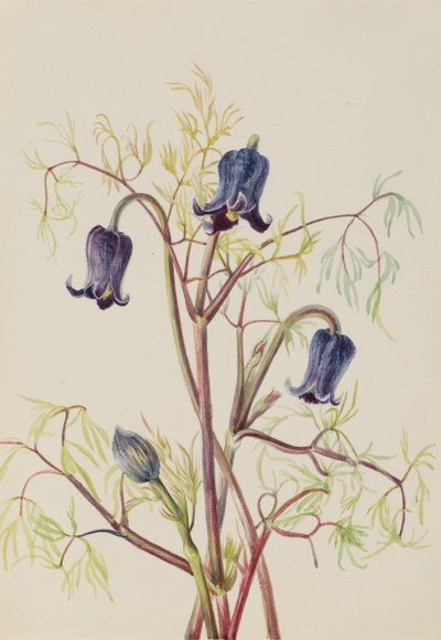  av Mary Vaux Walcott