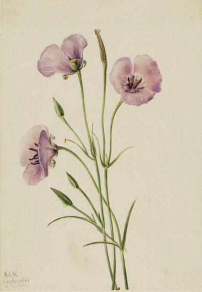 Syrinsommerfugl (Calochortus splendens) av Mary Vaux Walcott