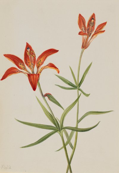 Lilje (Lilium montanum) av Mary Vaux Walcott