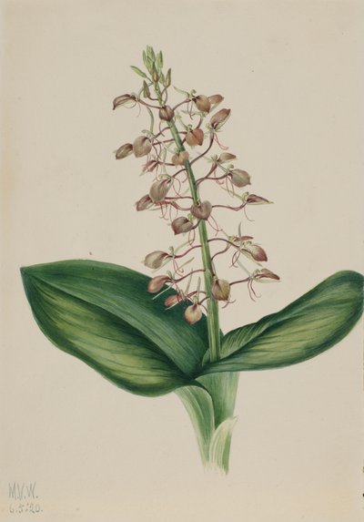 Lily Twybulade Liparis liliifolia, 1920. av Mary Vaux Walcott
