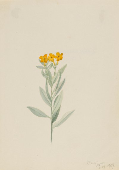  av Mary Vaux Walcott
