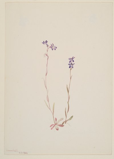  av Mary Vaux Walcott
