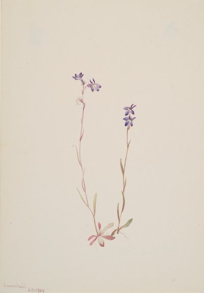 Lobelia Kalmii, 1904. av Mary Vaux Walcott