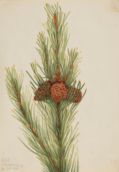  av Mary Vaux Walcott