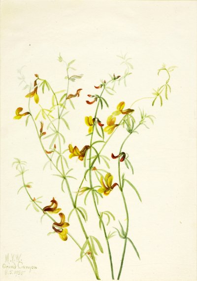  av Mary Vaux Walcott