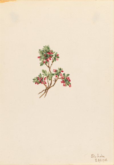  av Mary Vaux Walcott