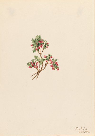 Low Whortleberry Vaccinium caespitosum, 1918. av Mary Vaux Walcott