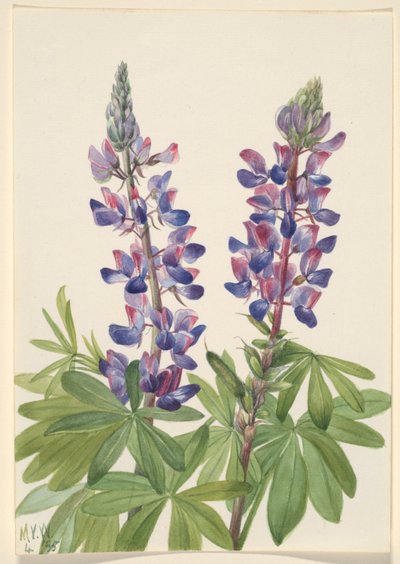  av Mary Vaux Walcott