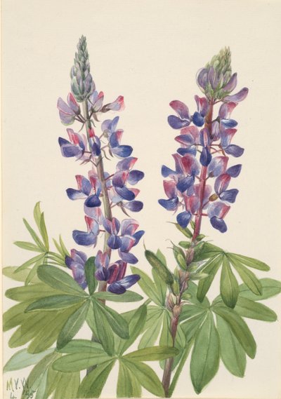 Lupin Lupinus fornosus, 1935. av Mary Vaux Walcott