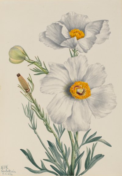 Matilija Poppy Romney coulteri, 1931. av Mary Vaux Walcott