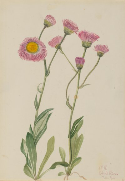  av Mary Vaux Walcott