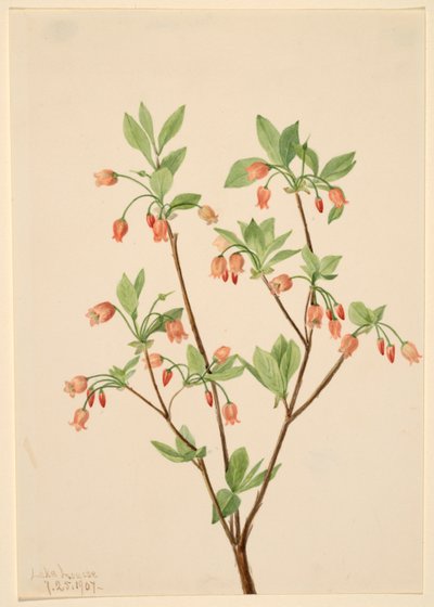  av Mary Vaux Walcott