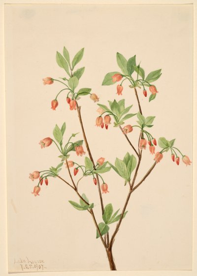 Menziesea Menziesea glabella, 1907. av Mary Vaux Walcott