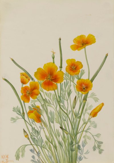 Meksikansk valmue Eschscholtzia mexicana, 1927. av Mary Vaux Walcott