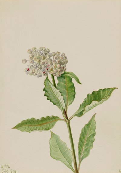 Milkweed Ascelpias, 1924. av Mary Vaux Walcott