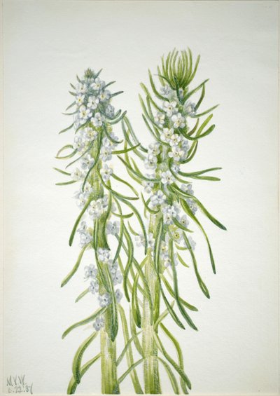Miner's Candle Oreocarya virgata, 1937. av Mary Vaux Walcott