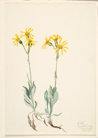 Montana Parnassia Parnassia montanesis, 1920. av Mary Vaux Walcott