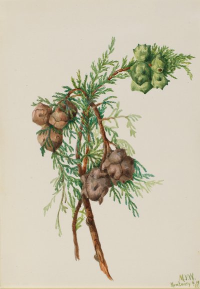  av Mary Vaux Walcott