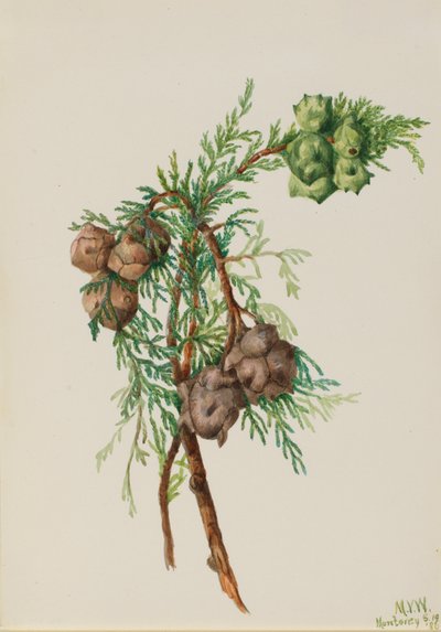 Monterey Cypress Cupressus macrocarpa, 1936. av Mary Vaux Walcott