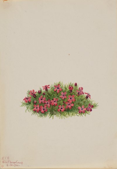 Moss Campion Silene acaulis, 1924. av Mary Vaux Walcott