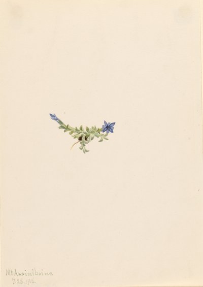 av Mary Vaux Walcott