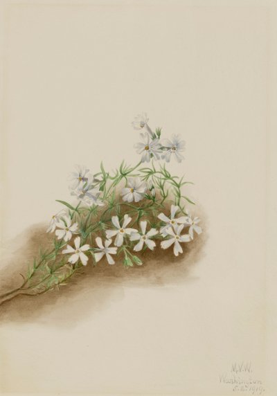 Moss Pink Phlox subulat, 1919. av Mary Vaux Walcott