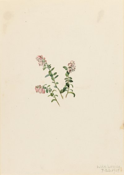  av Mary Vaux Walcott