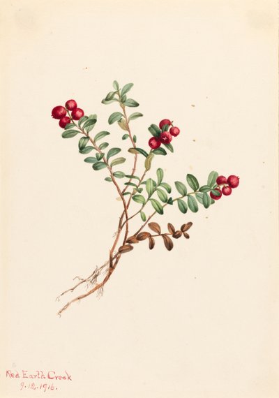 Mountain Cranberry Vaccinium vitisdaea minus, 1916. av Mary Vaux Walcott