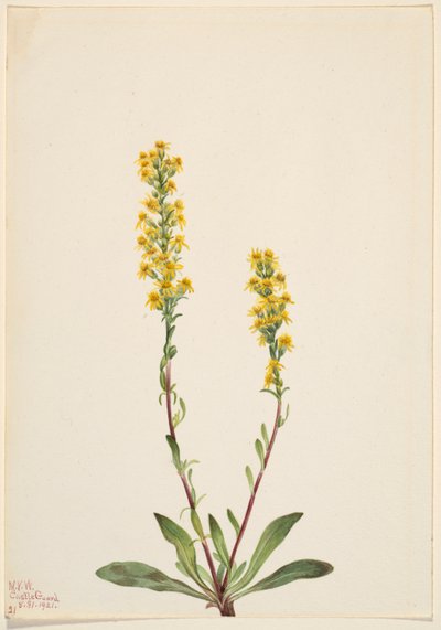  av Mary Vaux Walcott