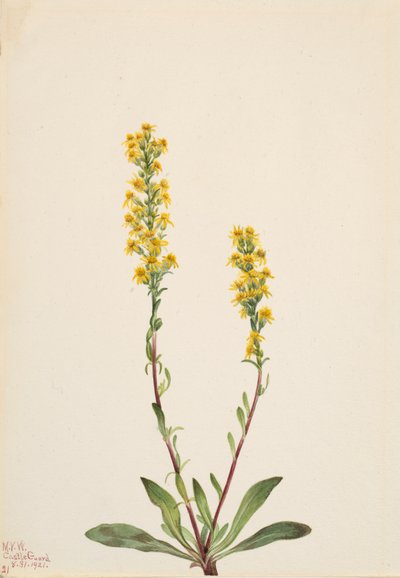 Mountain Goldenrod Solidarity Oreophila, av Mary Vaux Walcott