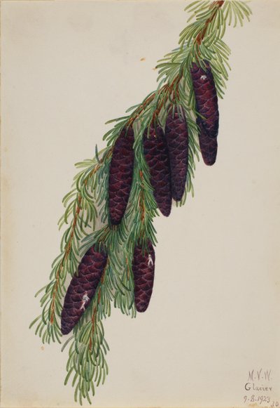 Mountain Hemlock Tsuga mertensiana, 1923. av Mary Vaux Walcott