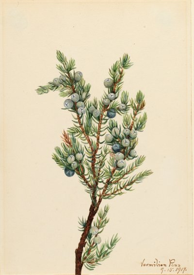 Mountain Juniper Juniperus sibirica, 1917. av Mary Vaux Walcott