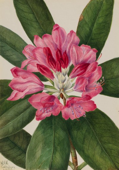 Mountain Rose-Bay Rhododendron catawbiense, 1932. av Mary Vaux Walcott