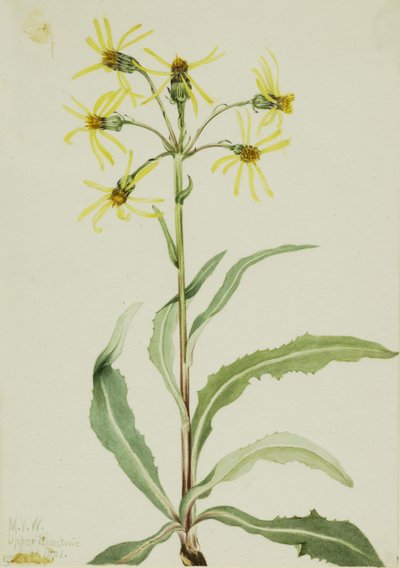  av Mary Vaux Walcott